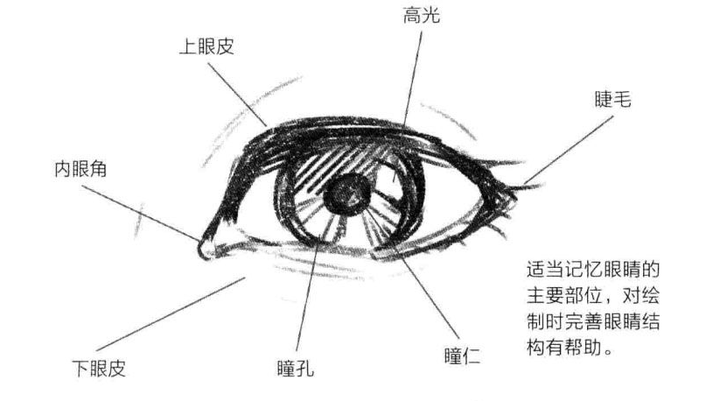 画漫画如何画出各种日漫风眼睛?