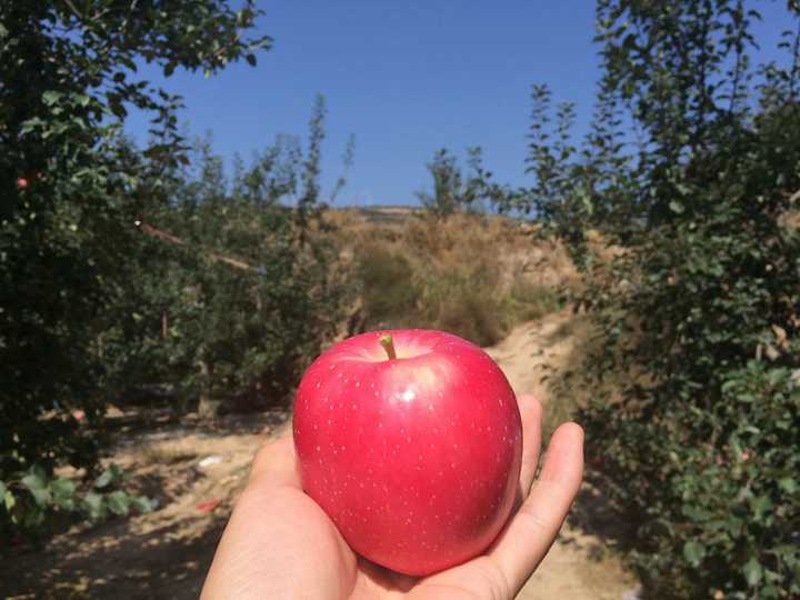 最后,拿起你们的双手,一直摩擦苹果表皮.