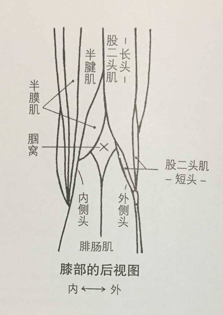 站直向前弯腰45度时左腿膝盖后窝一只到腰到位置有根筋疼时怎么回事?