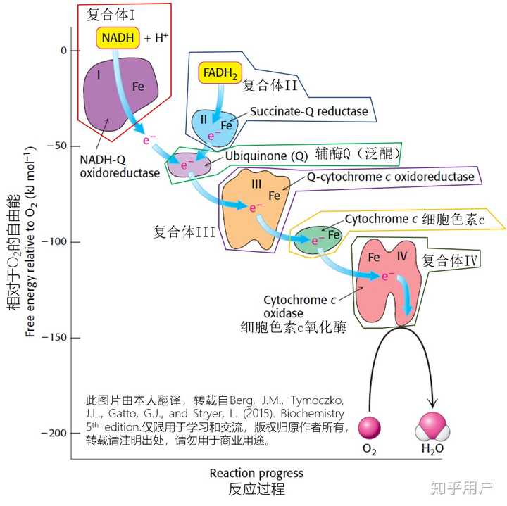 图4, 线粒体电子传递链复合体相对于氧气的自由能梯度 (从nadh到o2