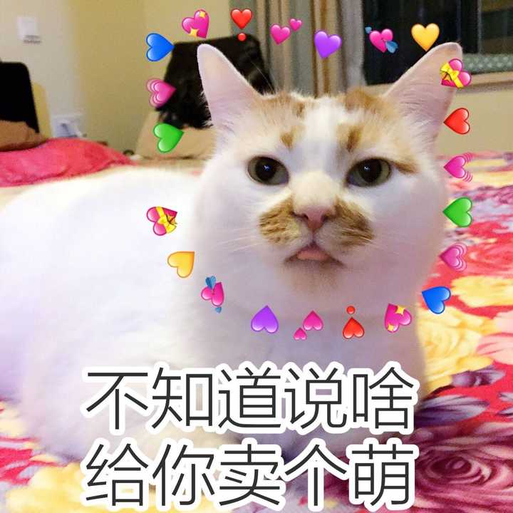 有哪些适合情侣之间的表情包?