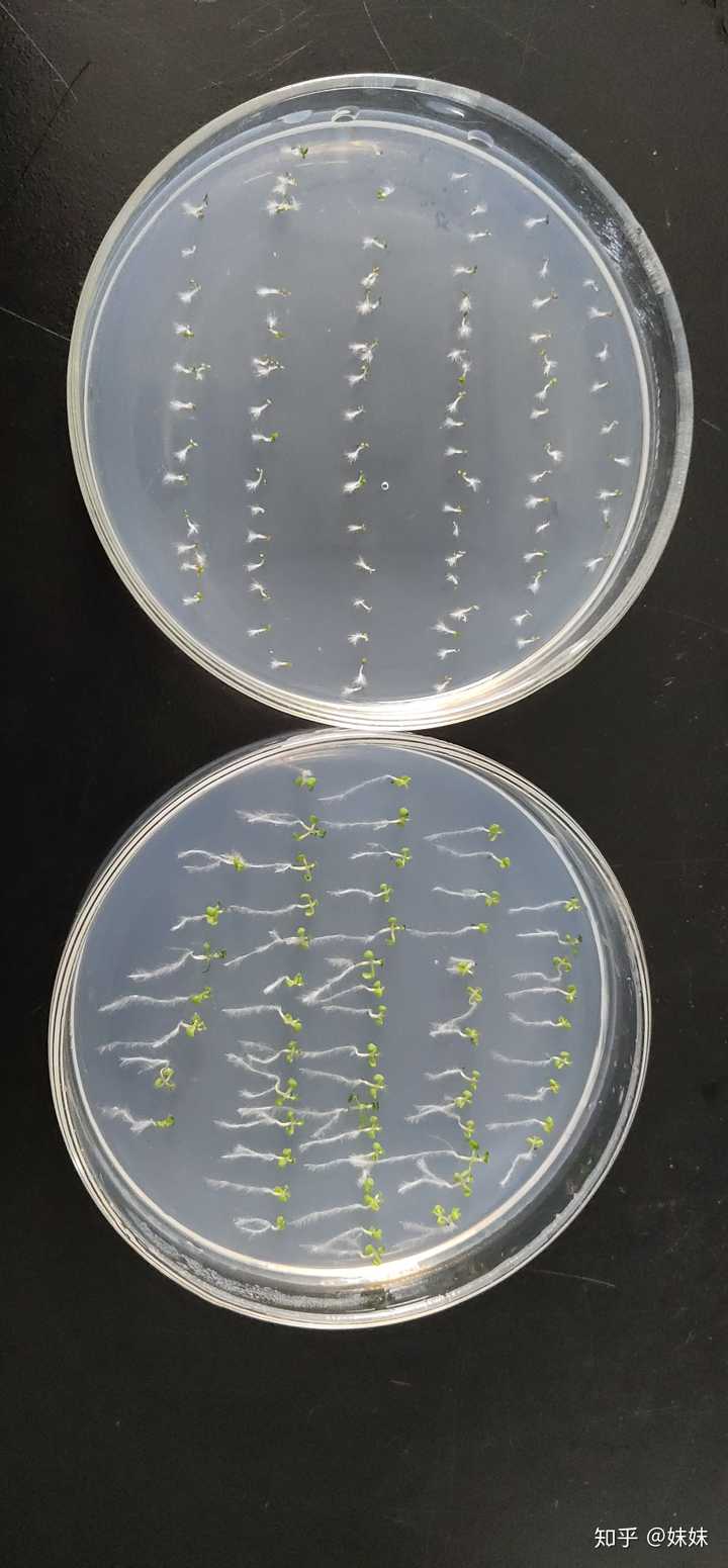 1/2ms培养基种拟南芥,十皿里有两皿生长的不正常,根毛