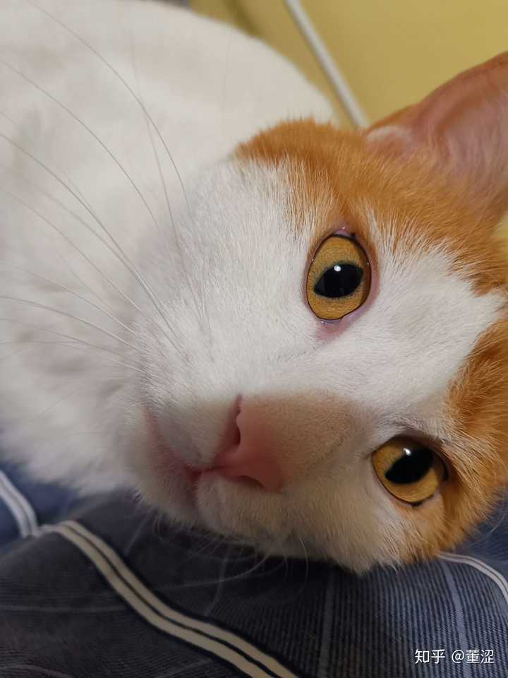 八平米养猫咪欲哭无泪