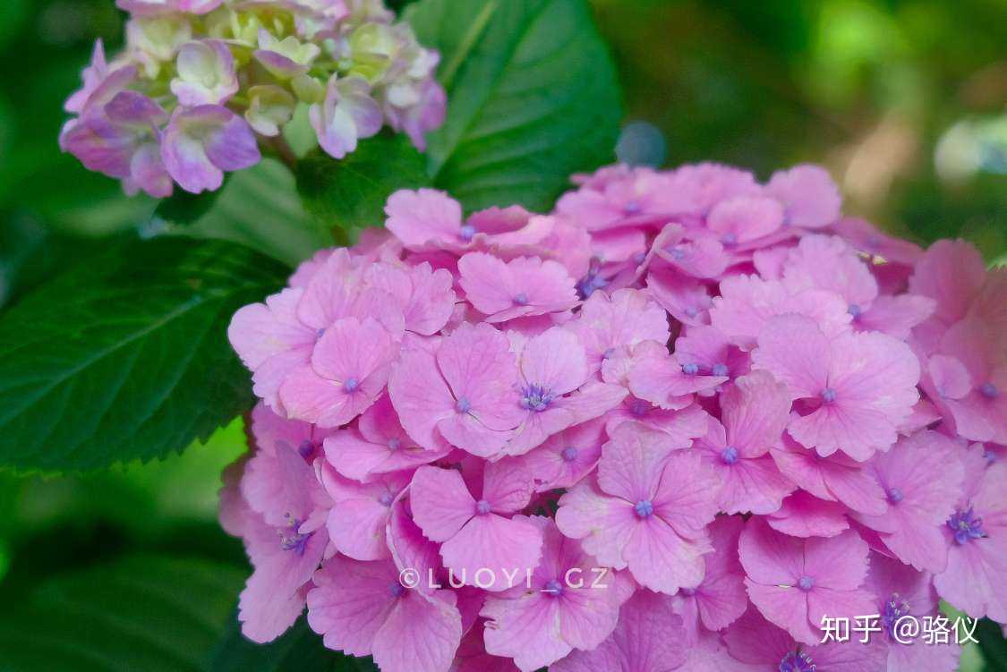 日本夏天的颜色就是紫阳花了