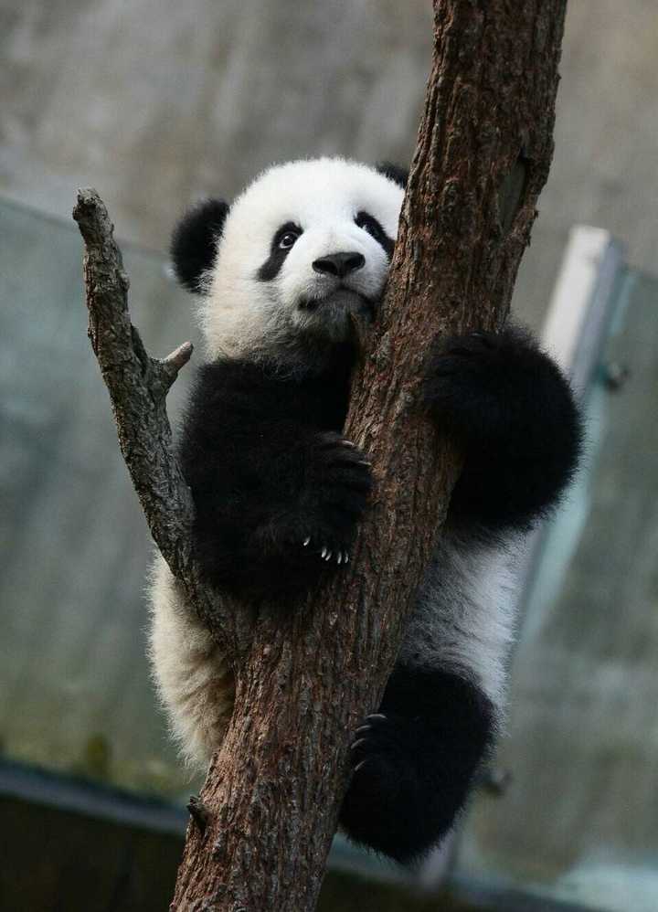 贪玩喜受关注,脸圆体肥气质娇憨,熊猫界的美女熊有"南思嘉,北二胖"的