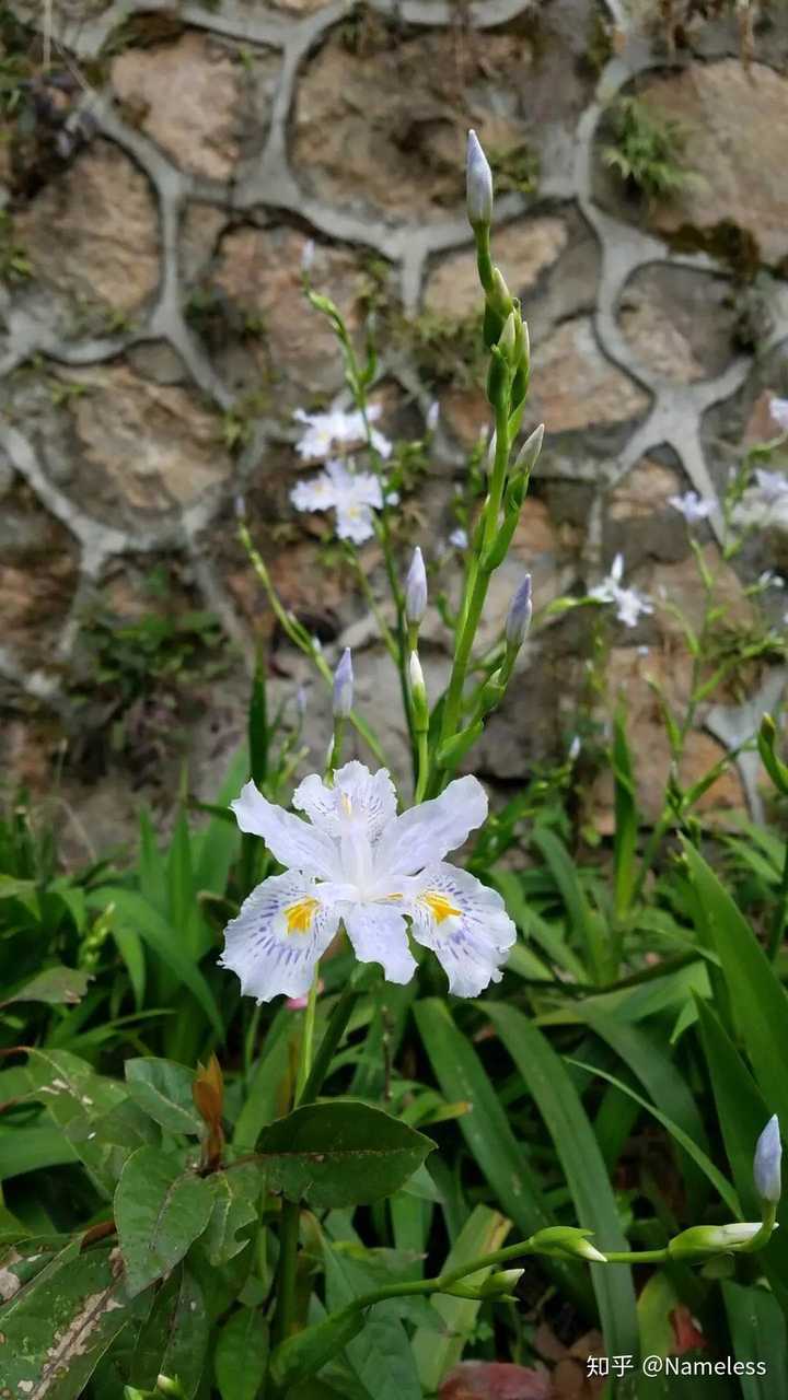 有哪些名字很好听的花?