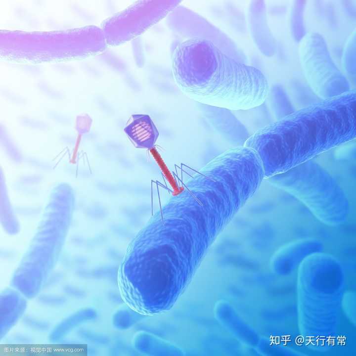 佛祖赐福:大肠杆菌t4噬菌体