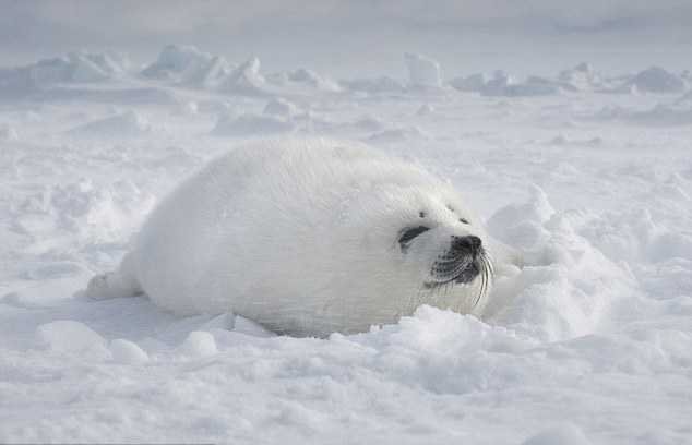 由于海冰面积和积雪范围持续缩减,居住在北极圈内的两种北极海豹将被