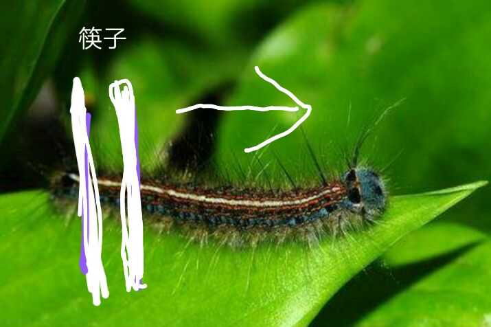 捋贴树皮(一种毛毛虫)的肠子比大小