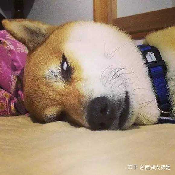 不过偶尔睡觉会翻白眼 ▼