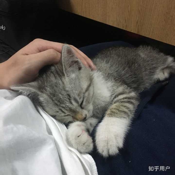 男生养猫是种什么体验?