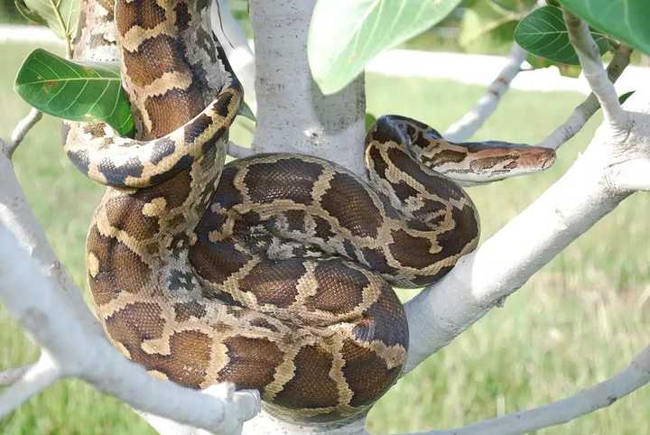 python molurus molurus印度蟒