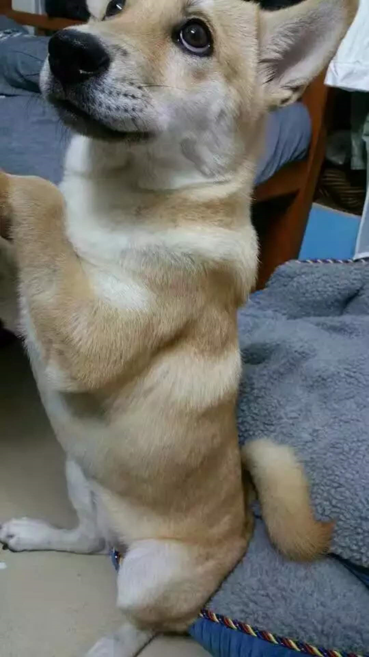 他乱大约是个废狗了