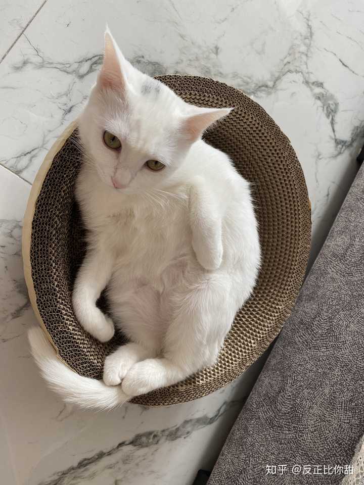 谢谢大家喜欢我家猫咪 那我就加更几张照片 你猜这是什么球?