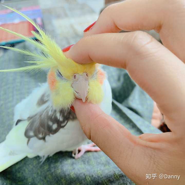 养玄凤鹦鹉是怎样的体验?