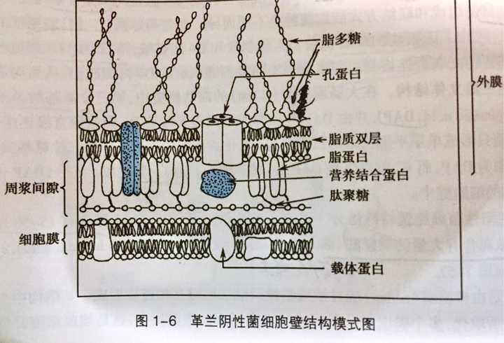 细菌细胞壁是否具有选择透过性?