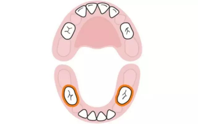宝宝长牙顺序图宝宝换牙顺序图