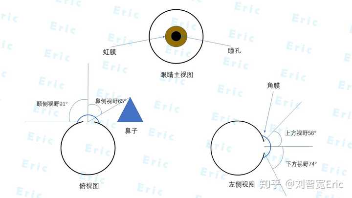 简化了图示 首先,我们看一下视野的定义:头部静止不动,眼睛望正前方时