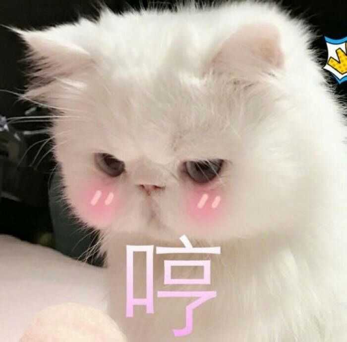 有哪些非常搞笑的动物表情包?