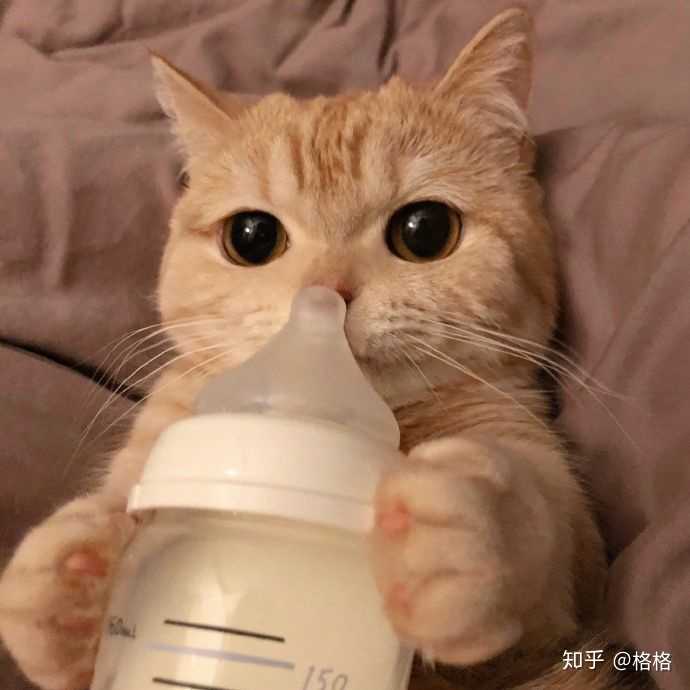 有没有可爱贪吃的小猫咪可以做头像呢