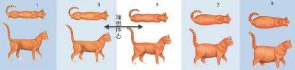 什么样体型的猫咪才是健康和理想的体态?