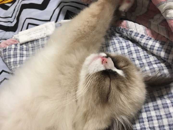 养布偶猫是种怎样的体验?