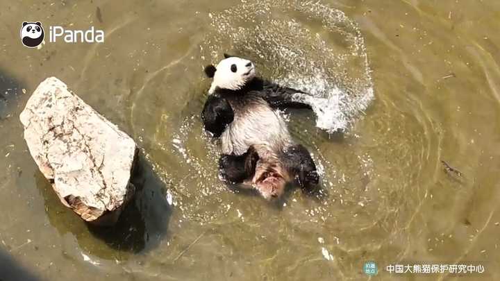 李炫谊 的想法: 你们不理解大熊猫 就像人类不理解同样作… - 知乎