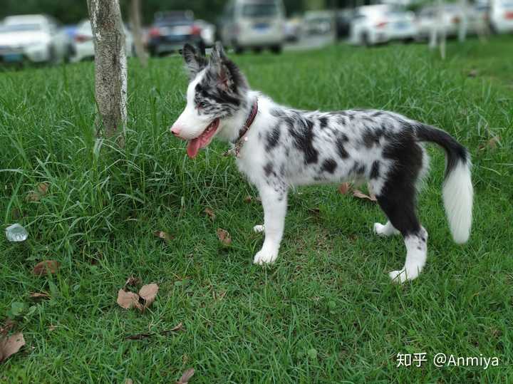 二月边牧一天喂多少?