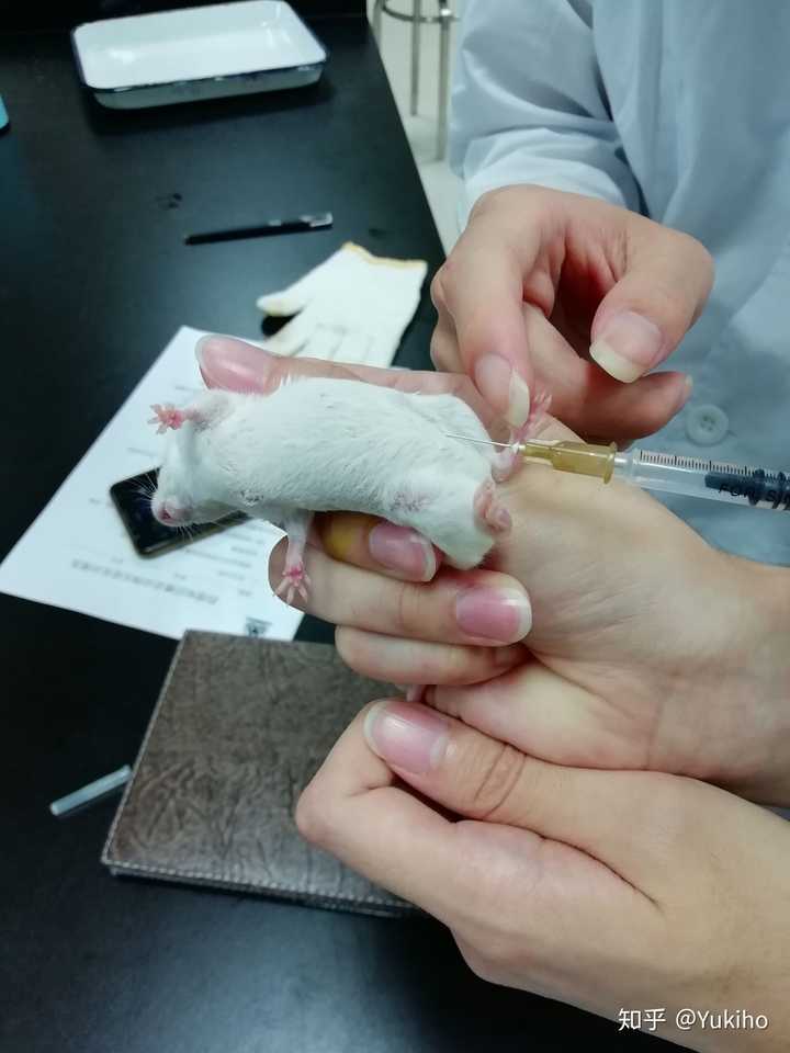 医学生是怎样做到徒手抓小白鼠做解剖的