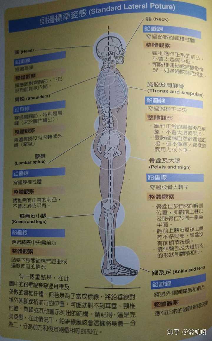 怎样纠正成年人驼背,耸肩的体态?