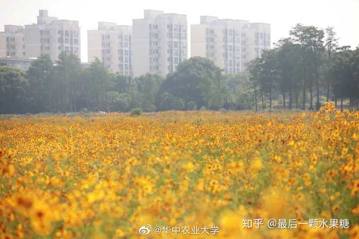 二本新闻学考研,武汉理工大学,华中农业大学,中国地质