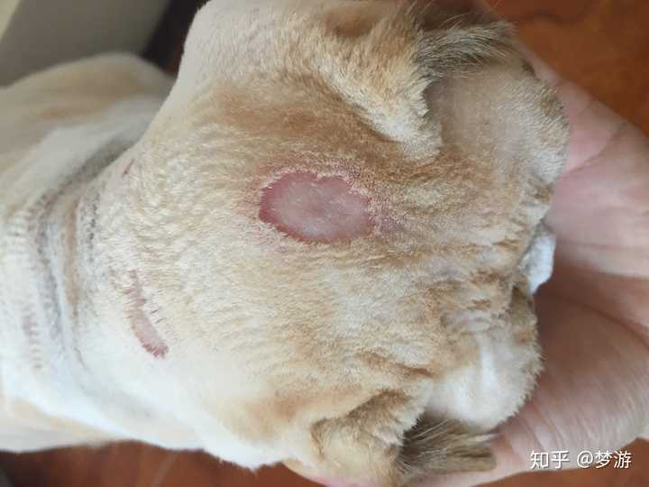 给自己家猫治疗猫藓是一种怎样的体验?