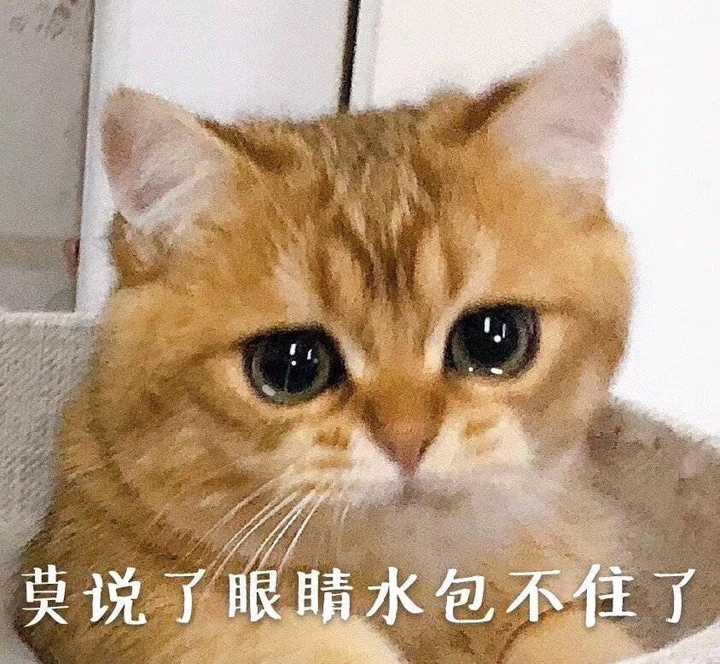 为什么一个男生总是爱发小猫的表情包?