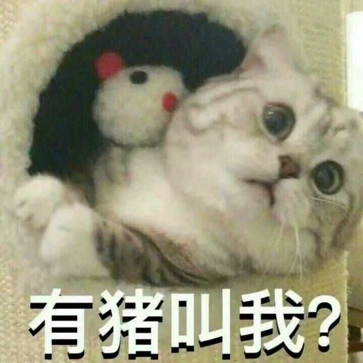 有哪些又可爱又骚气让人忍俊不禁的表情包吸吸?