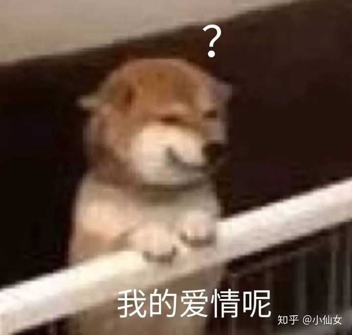 有哪些有趣的狗头表情包?