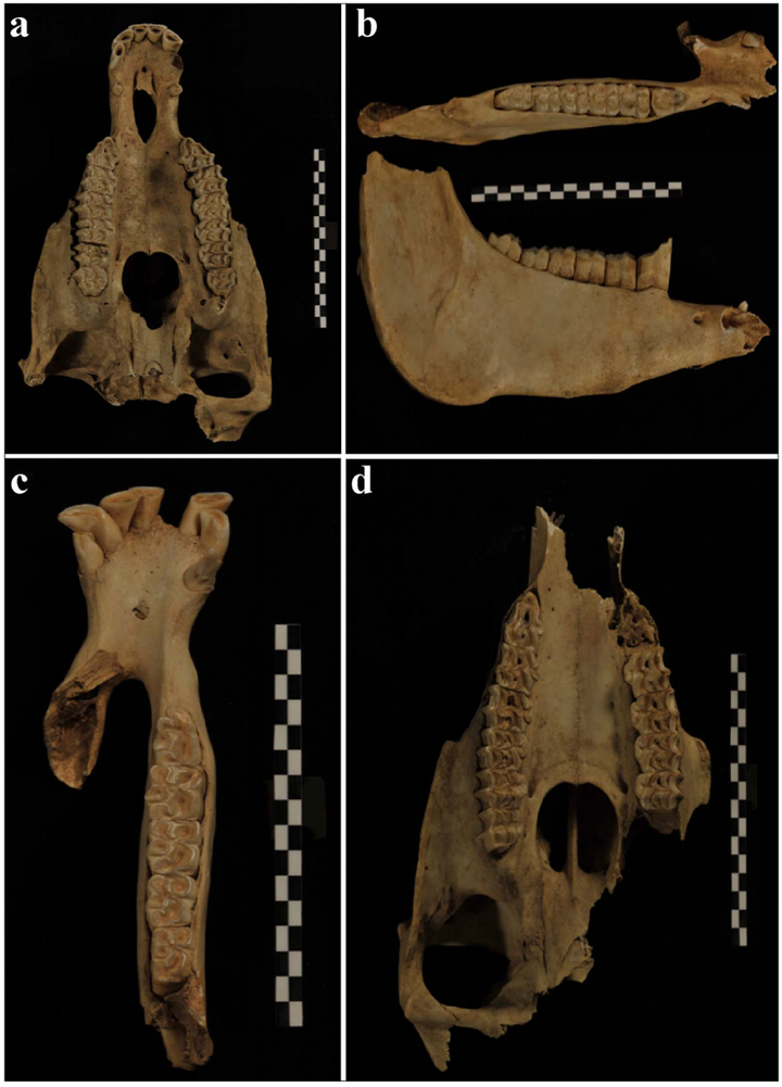 图a:驴上颌骨;图b:驴下颌骨;图c:驴下颌牙列;图d:驴上颌骨牙列
