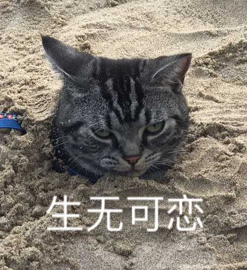 你的猫咪生无可恋的表情是怎样的?