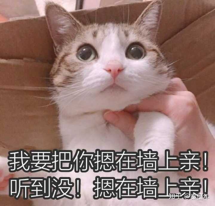 为什么很多知乎用户喜欢使用猫咪的表情包?