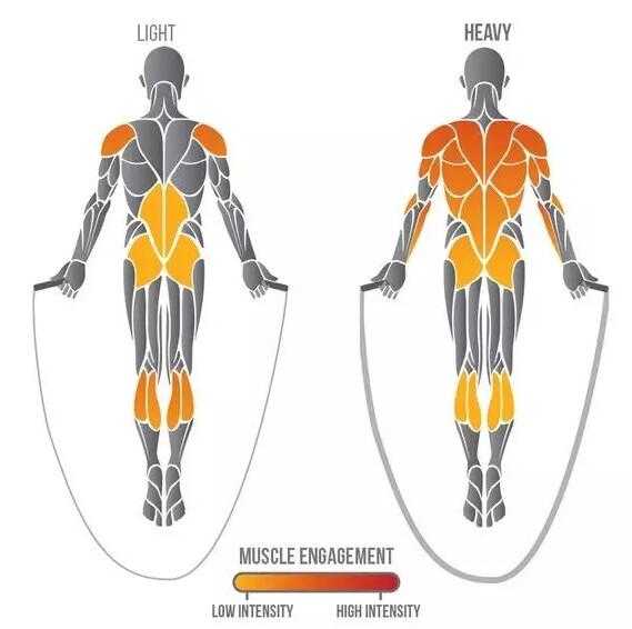 跳绳训练到的肌肉 低强度和高强度对比