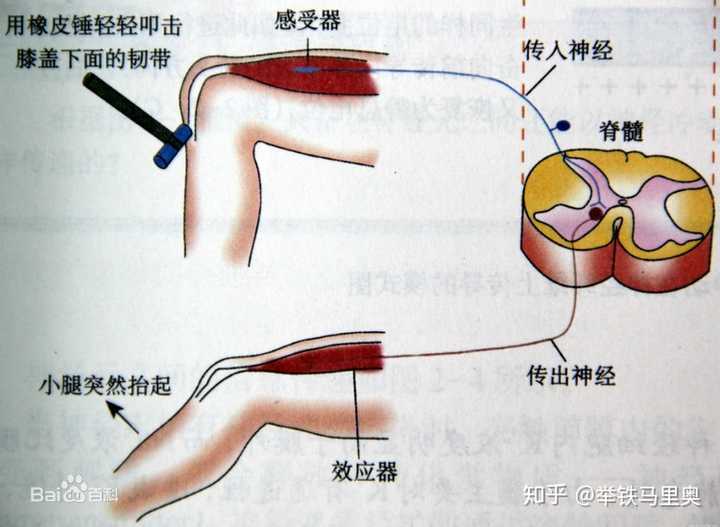 动态拉伸主要基于人体的牵张反射效应,肌肉在突然被拉长时就会引起牵