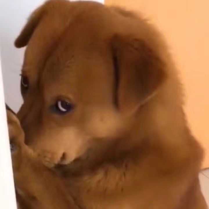 有兄弟有沙雕头像嘛?