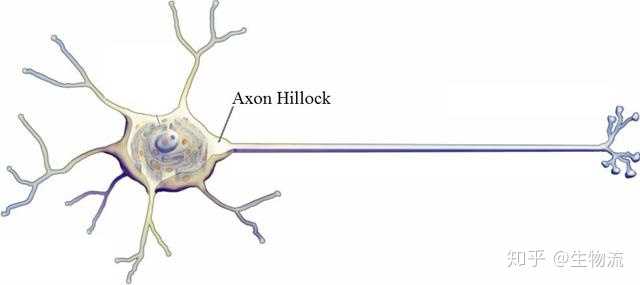 轴丘是动作电位起始位点,是轴突离开胞体的起点