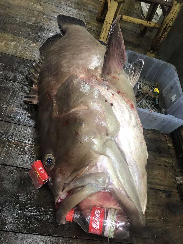 三十公斤的野生石斑鱼是什么概念?
