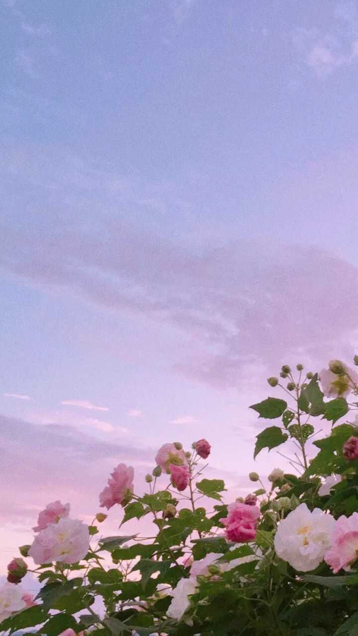 有哪些永远不会换的精美动漫壁纸.