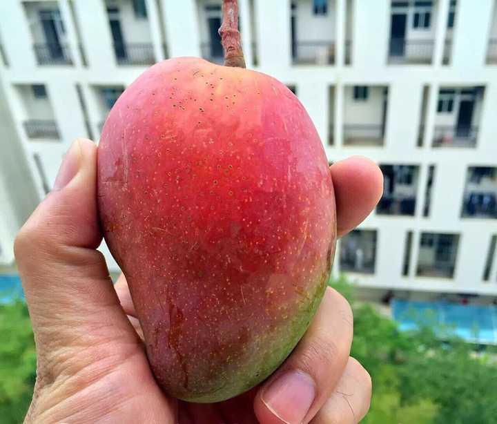芒果都有哪些种类,哪种口味最好吃?