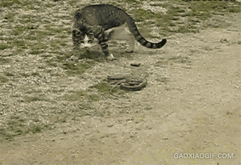 350_241gif 动态图 动图