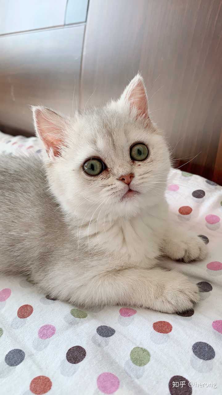4800买的英短蓝白,现在长成土猫啦?它到底是土猫还是尴尬期啊?