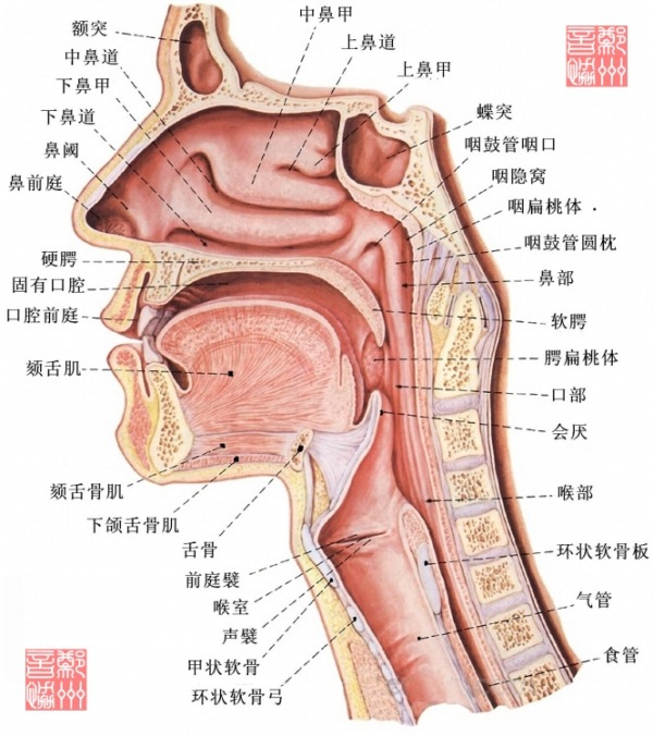 人类发音器官解剖图