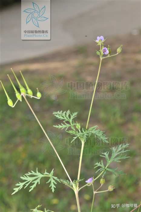 就是药典的老鹤草吧