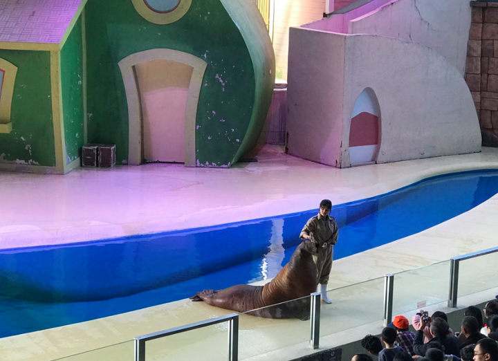 海狮表演
